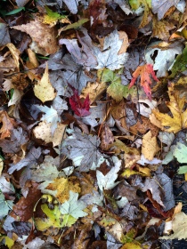 fall-leaves-1-photo